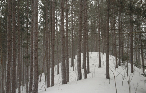  Bruce Trail 